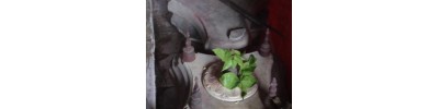 சீதாகுண்ட் - பங்காளதேஷ்